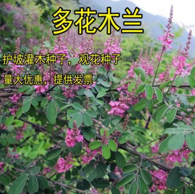 多花木兰灌木种子保水土根系发达生长速度快覆盖面积大寿命常