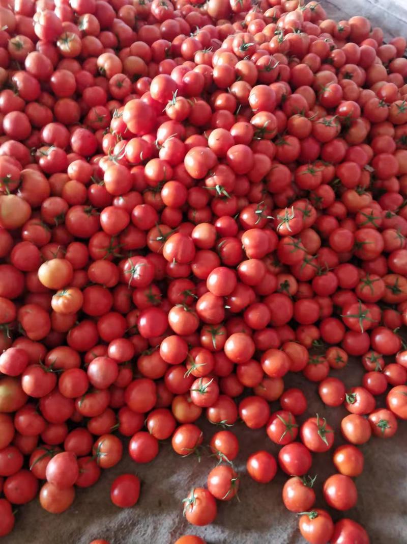 山东优质西红柿大量上市欢迎前来选购洽谈