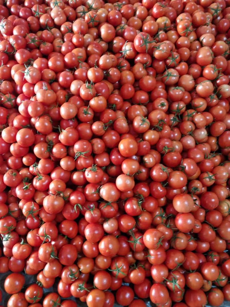 山东优质西红柿大量上市欢迎前来选购洽谈