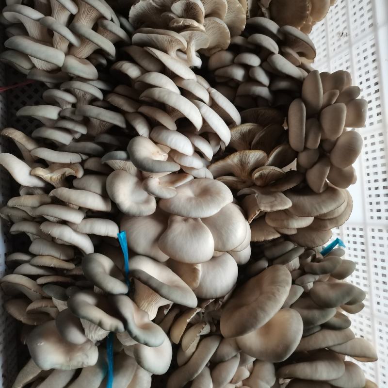 健康无公害平菇