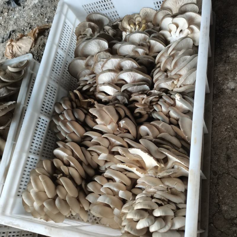 健康无公害平菇