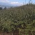茶籽一手货源没有中间商赚差价。
