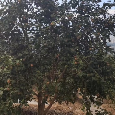 茶籽一手货源没有中间商赚差价。
