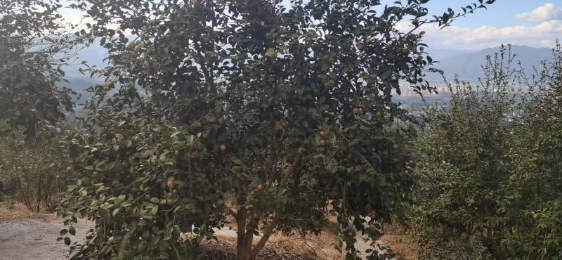 茶籽一手货源没有中间商赚差价。