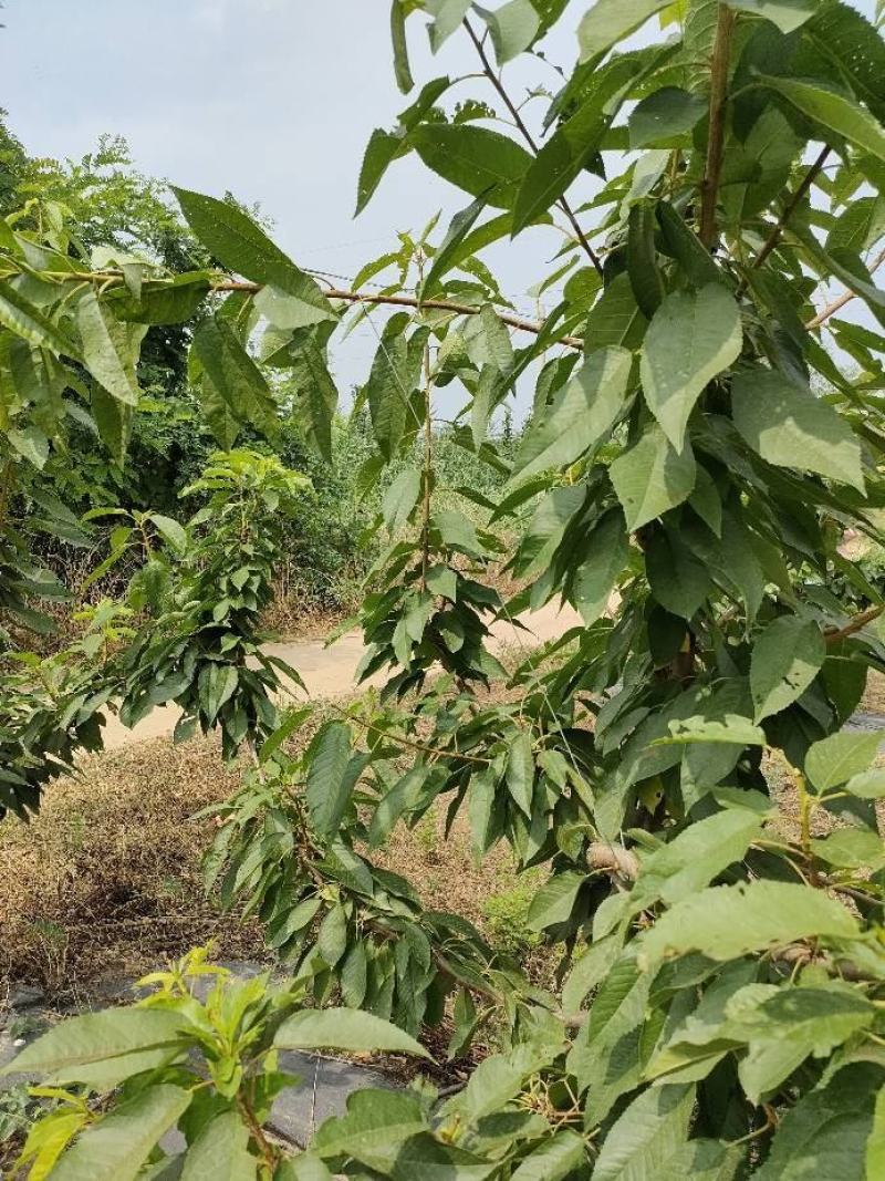 河北永德助主干型拉枝器开角器苹果樱李子梨厂家直销全国发货