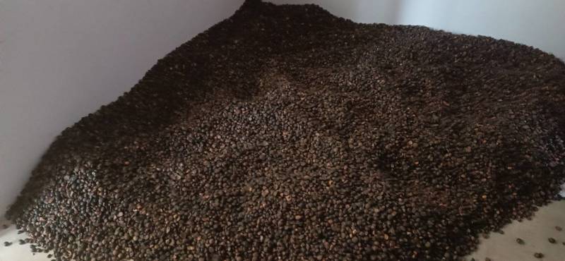 茶籽茶果