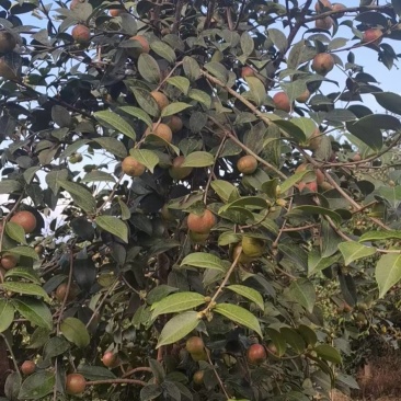 茶籽茶果