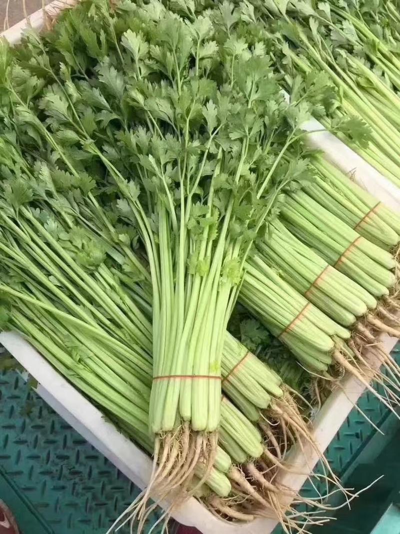 精选优质香芹毛芹安徽芹菜基地直供低价代发全国市场