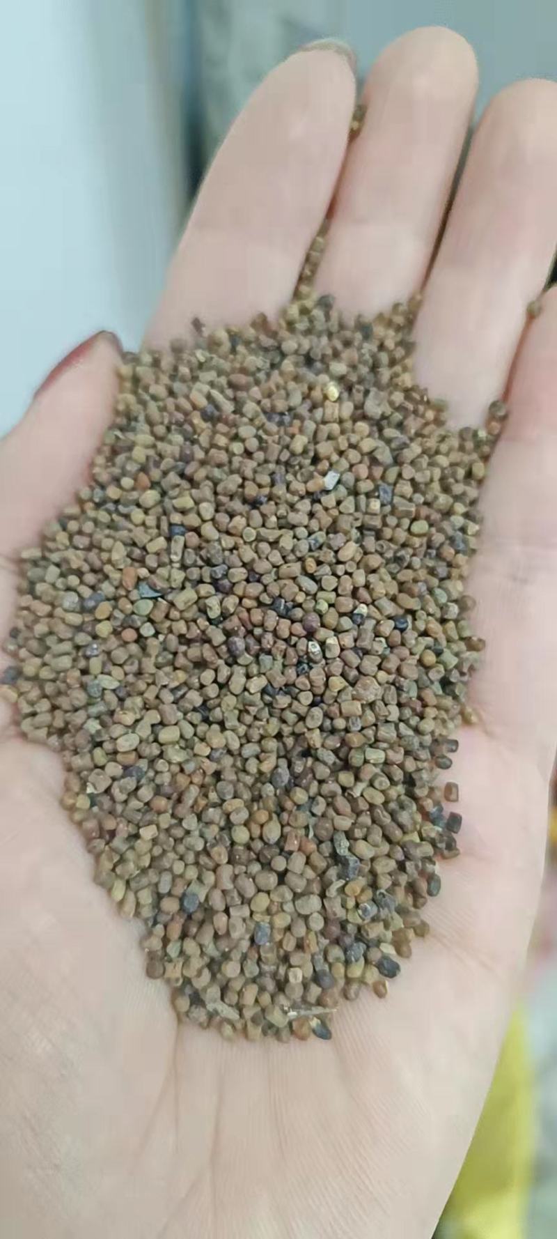 多花木兰灌木种子保水土根系发达生长速度快覆盖面积大寿命常