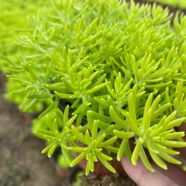金叶佛甲草