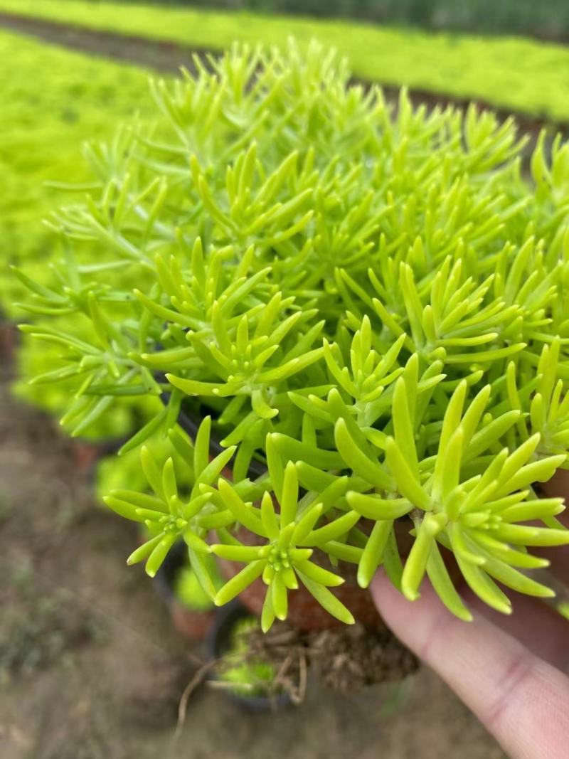金叶佛甲草