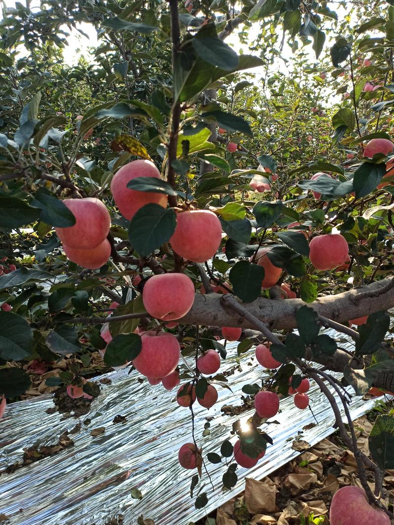 纸十膜冰糖心红富士苹果产地直销价格面议