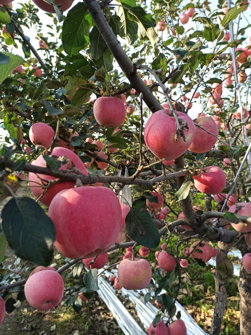 纸十膜冰糖心红富士苹果产地直销价格面议