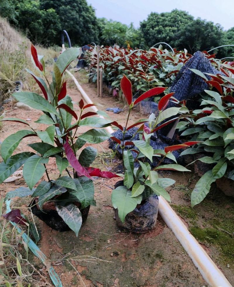 基地直销精品红背桂东莞基地价格实惠有需要的可以联系