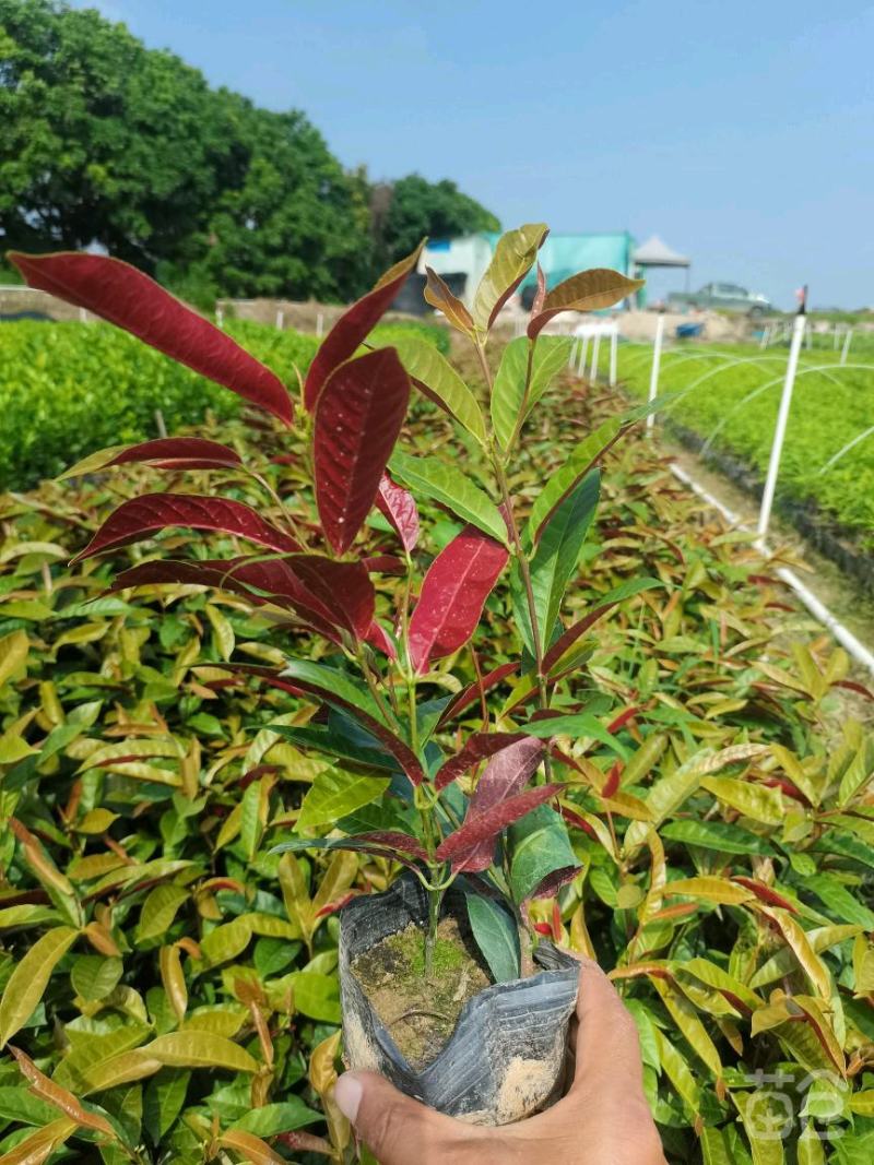 基地直销精品红背桂东莞基地价格实惠有需要的可以联系