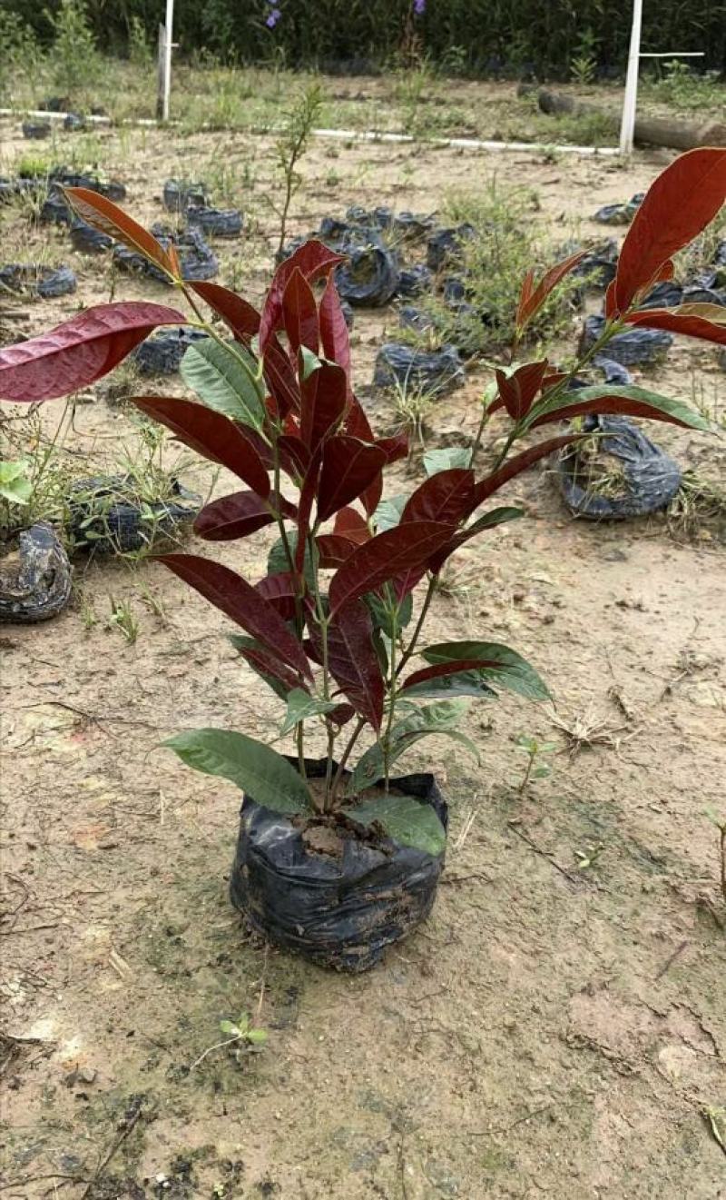 基地直销精品红背桂东莞基地价格实惠有需要的可以联系