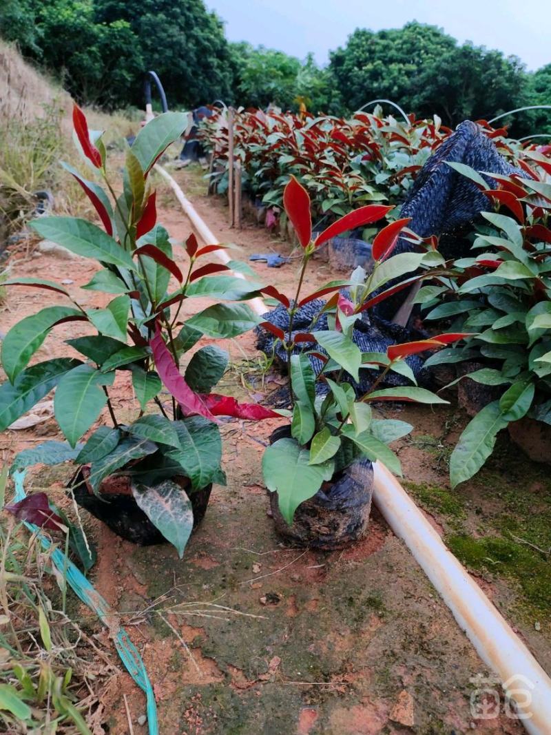 基地直销精品红背桂东莞基地价格实惠有需要的可以联系