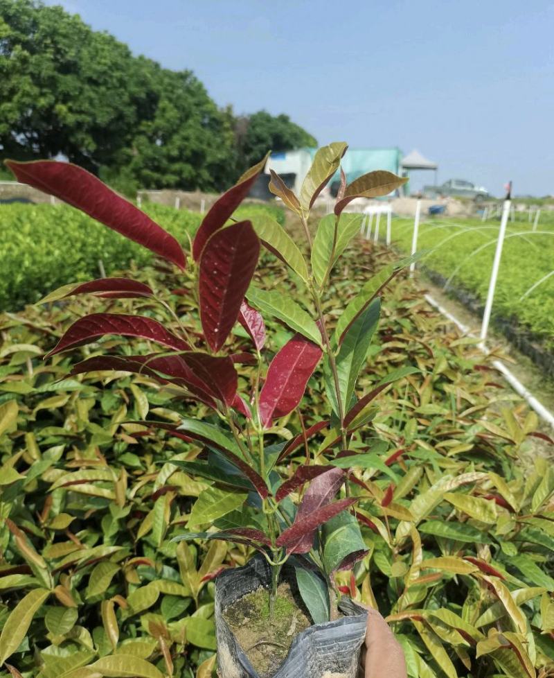 基地直销精品红背桂东莞基地价格实惠有需要的可以联系
