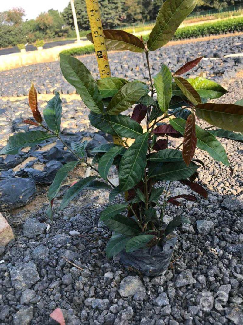 基地直销精品红背桂东莞基地价格实惠有需要的可以联系