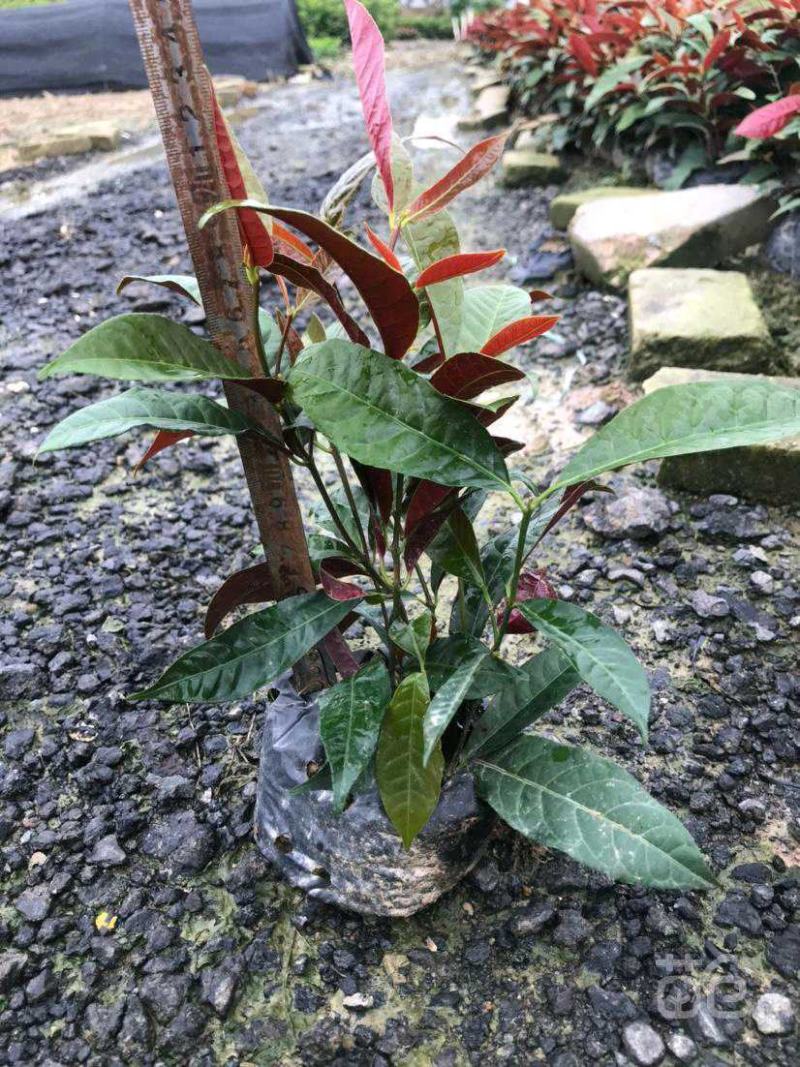 基地直销精品红背桂东莞基地价格实惠有需要的可以联系