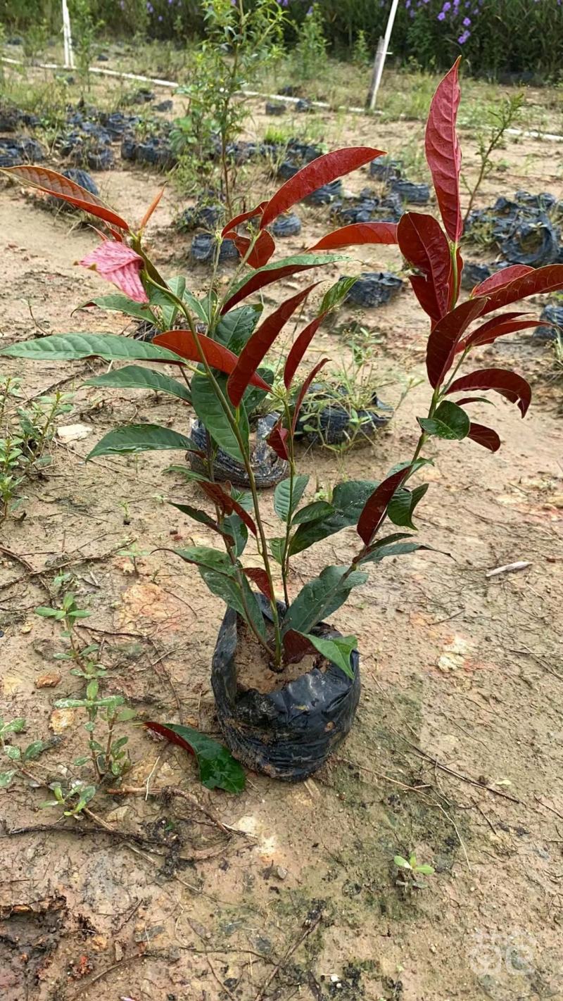 基地直销精品红背桂东莞基地价格实惠有需要的可以联系