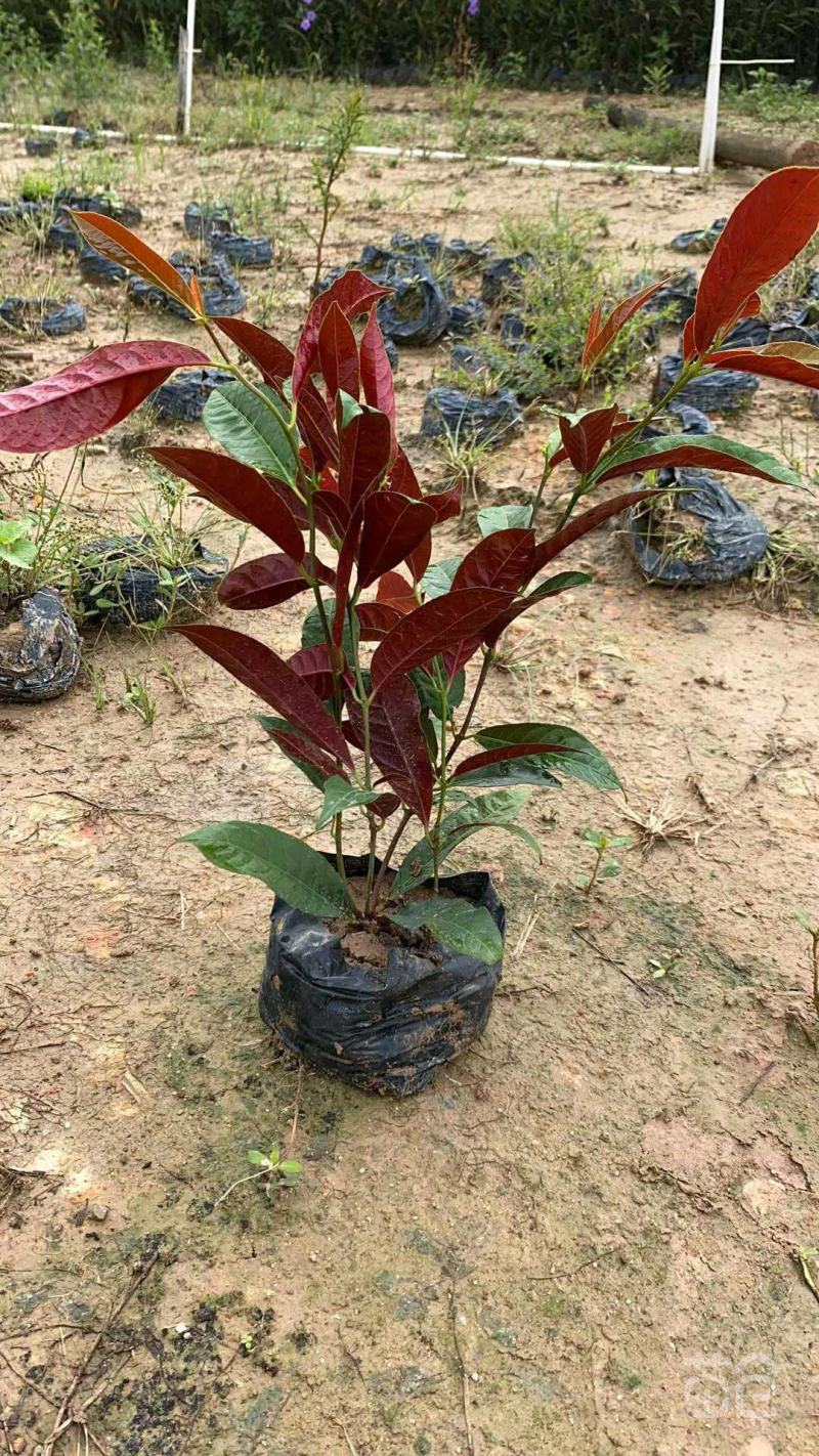 基地直销精品红背桂东莞基地价格实惠有需要的可以联系