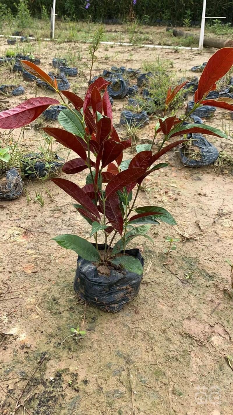 基地直销精品红背桂东莞基地价格实惠有需要的可以联系