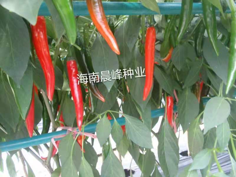 大果美人椒种子15到18厘米高产品质保证厂家发货