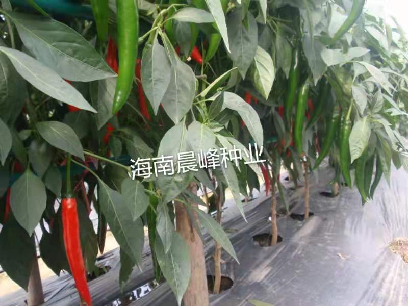 大果美人椒种子15到18厘米高产品质保证厂家发货