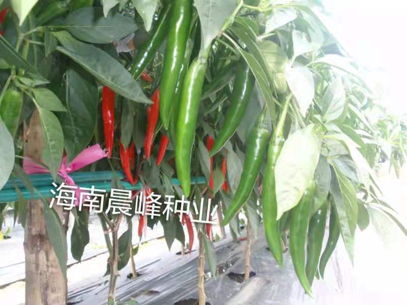 大果美人椒种子15到18厘米高产品质保证厂家发货