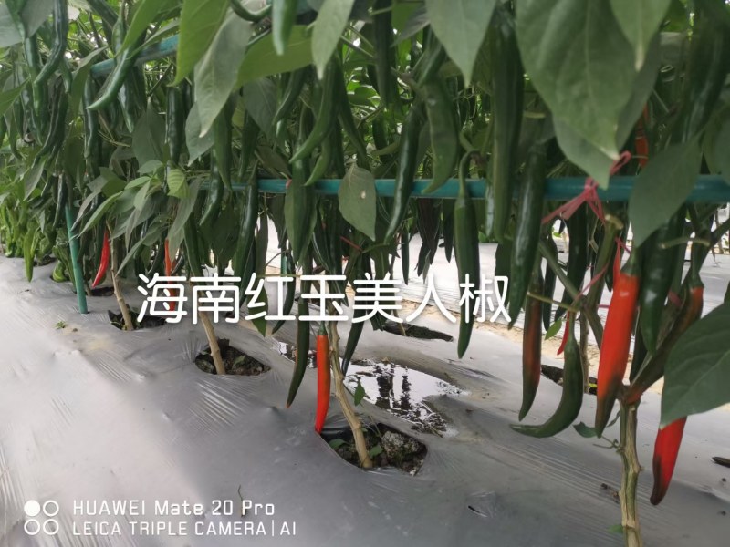 大果美人椒种子15到18厘米高产品质保证厂家发货