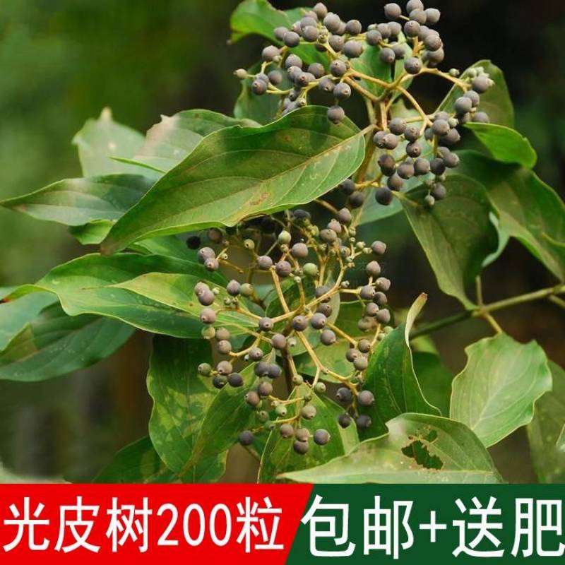光皮树种子