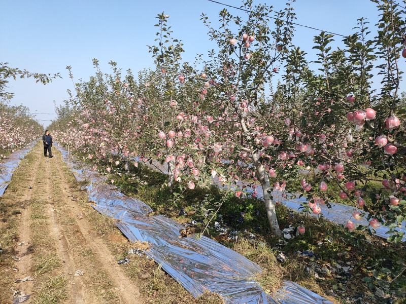 山西苹果纸加膜红富士大果苹果质量保证果源充足