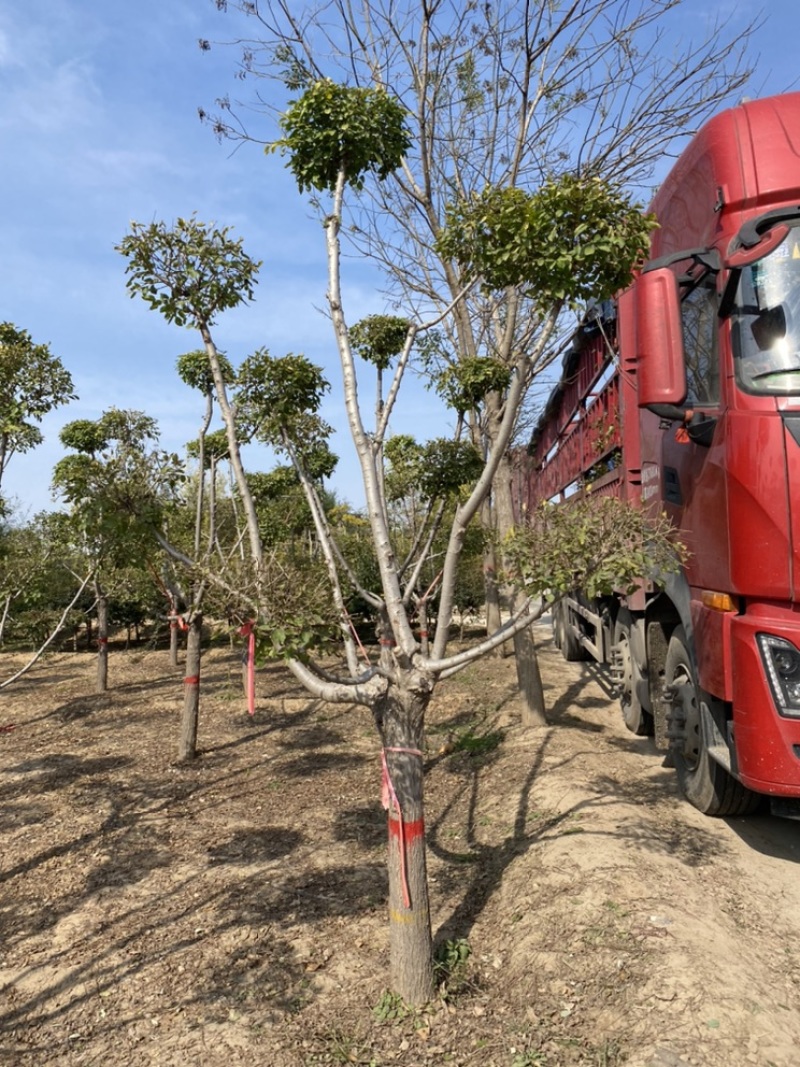 造型金叶榆保定造型金叶榆基地！景泰园林