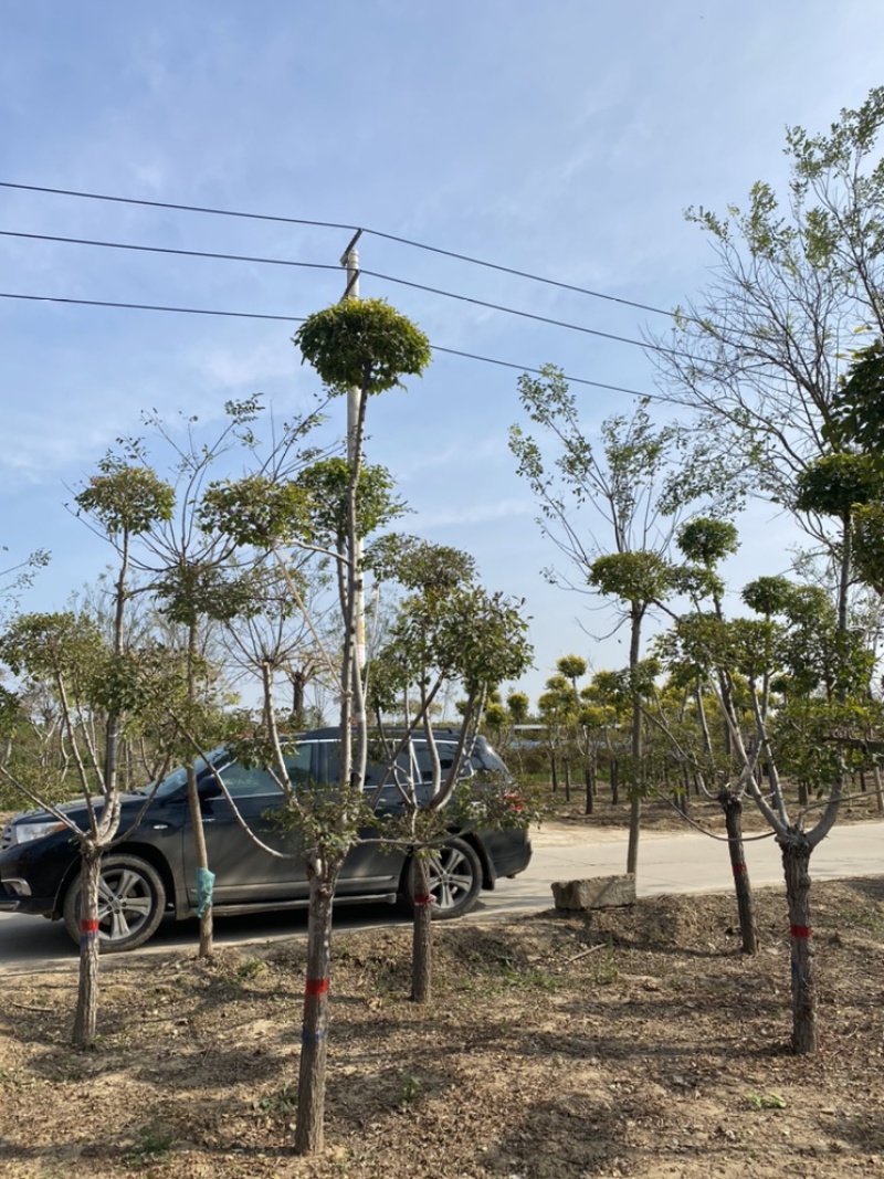 造型金叶榆保定造型金叶榆基地！景泰园林