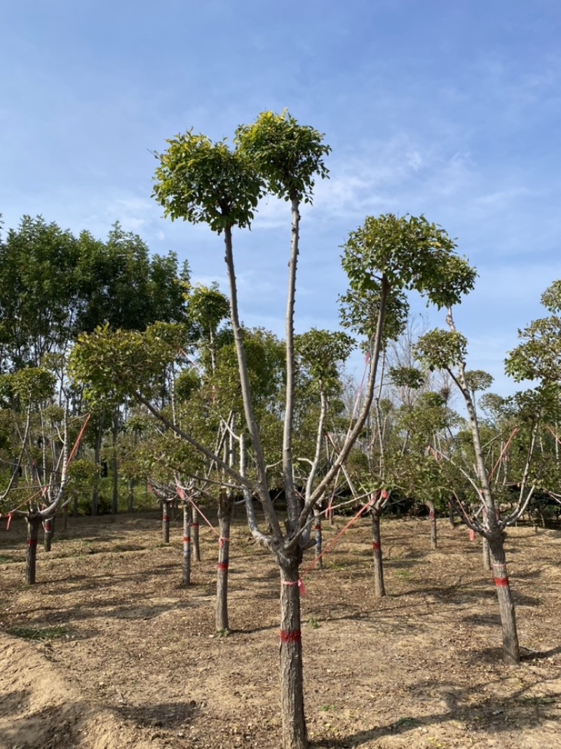 造型金叶榆保定造型金叶榆基地！景泰园林