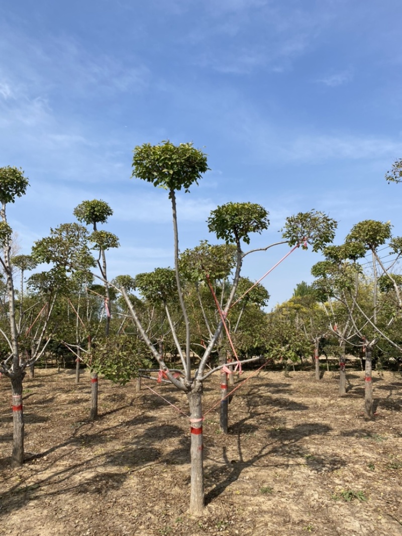 造型金叶榆保定造型金叶榆基地！景泰园林