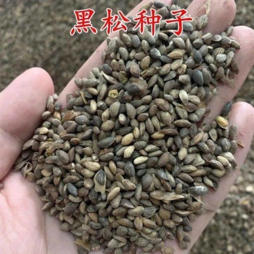 新采收黑松种子马尾松华山松油松种子松树林木绿化苗松