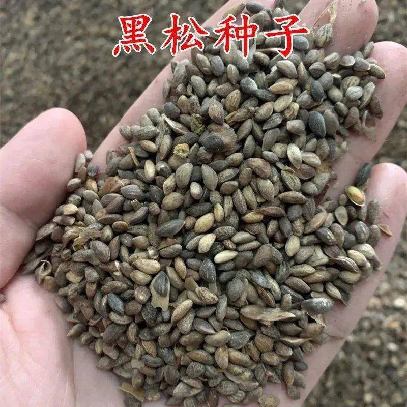 新采收黑松种子马尾松华山松油松种子松树林木绿化苗松