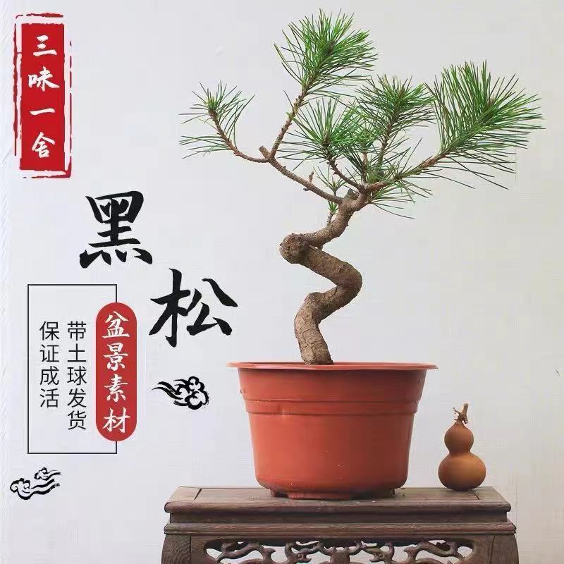新采收黑松种子马尾松华山松油松种子松树林木绿化苗松