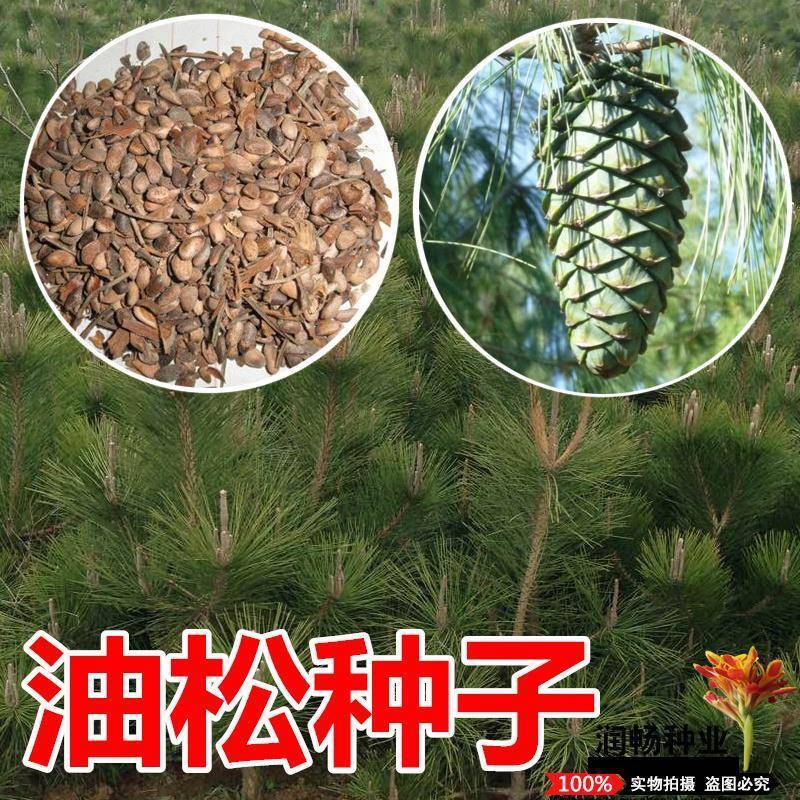新采收黑松种子马尾松华山松油松种子松树林木绿化苗松