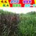 皇竹草、甜象草、巨菌草、矮象草、红象草，种节种苗青贮牧草