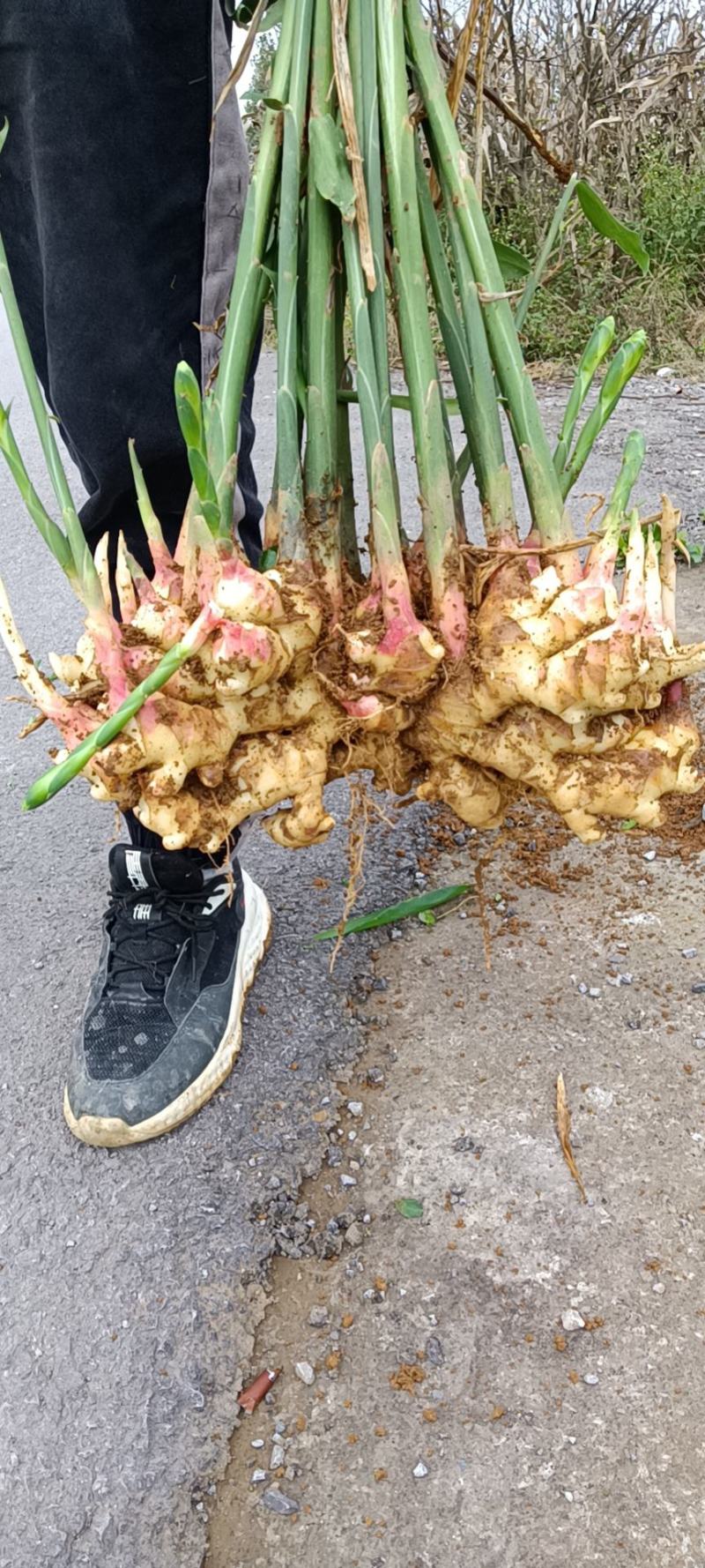 贵州二黄姜