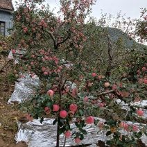 高山秦冠