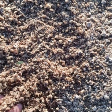 玉米芯青储饲料