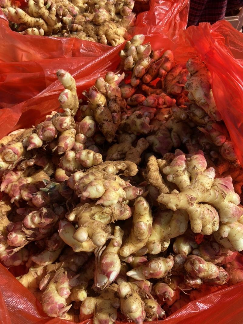 云南罗平本地小黄姜，产地直供，货品质量保证日供30吨