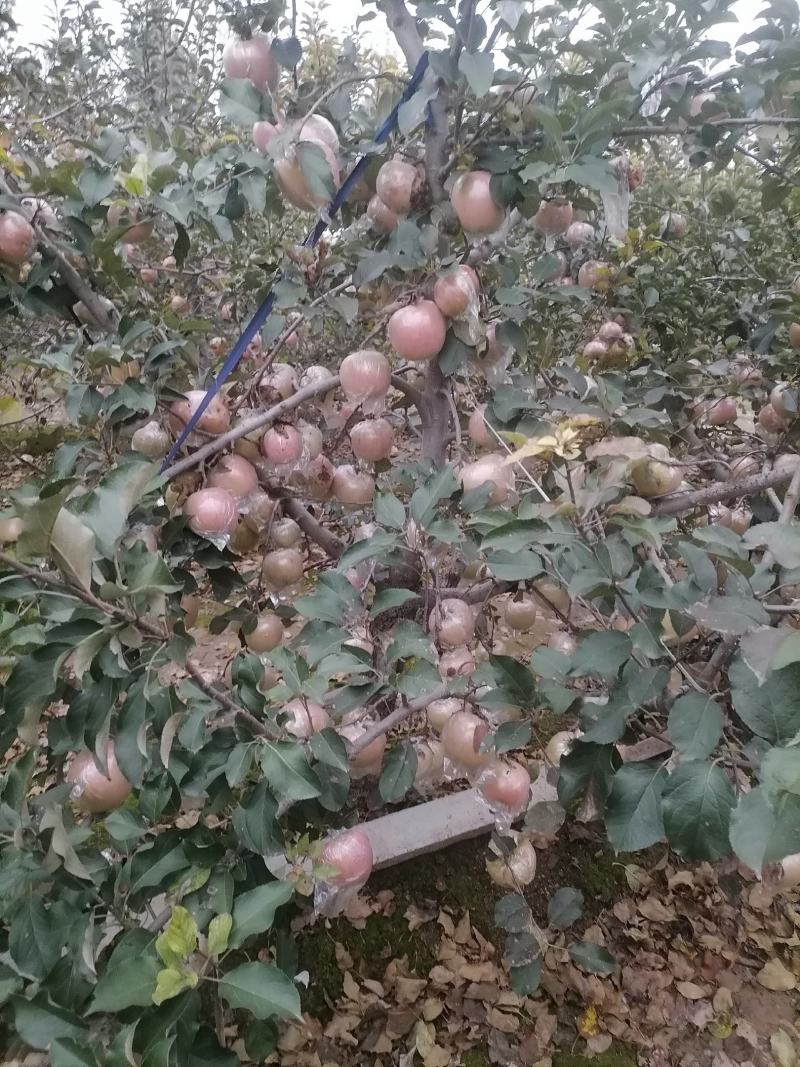 山东苹果红富士苹果自家果园生态种植口感纯甜欢迎详谈