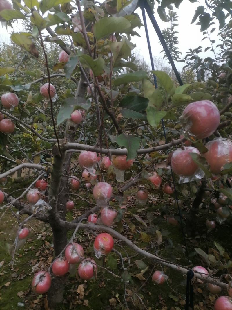 山东苹果红富士苹果自家果园生态种植口感纯甜欢迎详谈