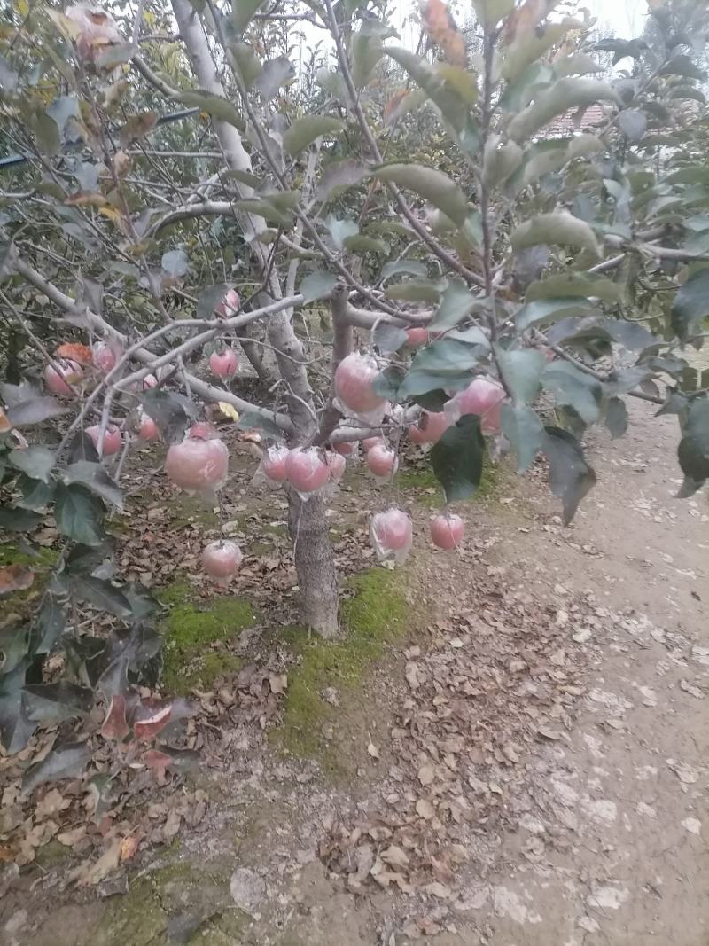 山东苹果红富士苹果自家果园生态种植口感纯甜欢迎详谈