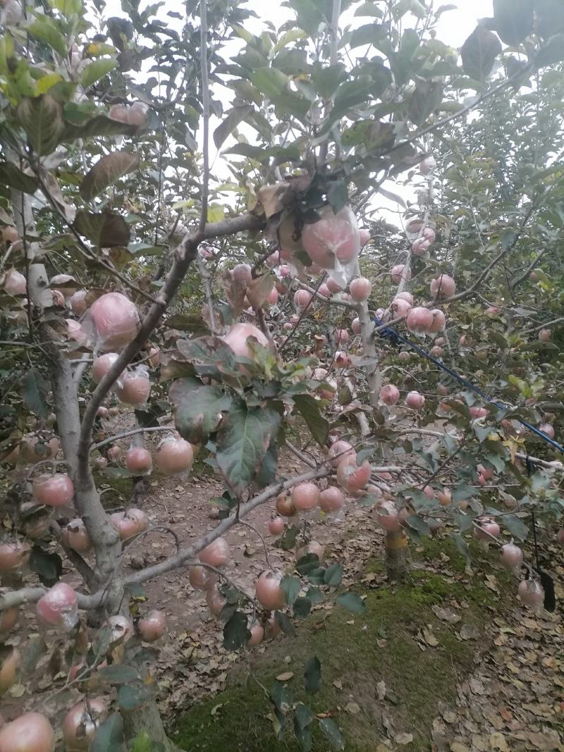 山东苹果红富士苹果自家果园生态种植口感纯甜欢迎详谈